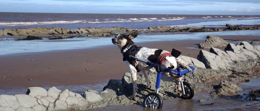 Bobi proves that a disability doesn't prevent happiness.