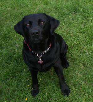 Buddy is starting the Bronze Good Citizenship Dog Scheme