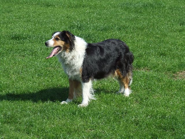 One of Graeme's talented Border Collies