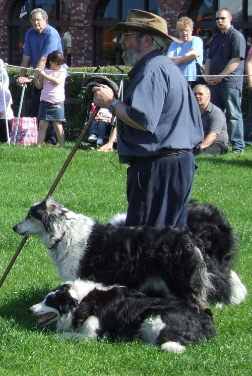 Graeme can work up to nine Border Collies simultaneously.