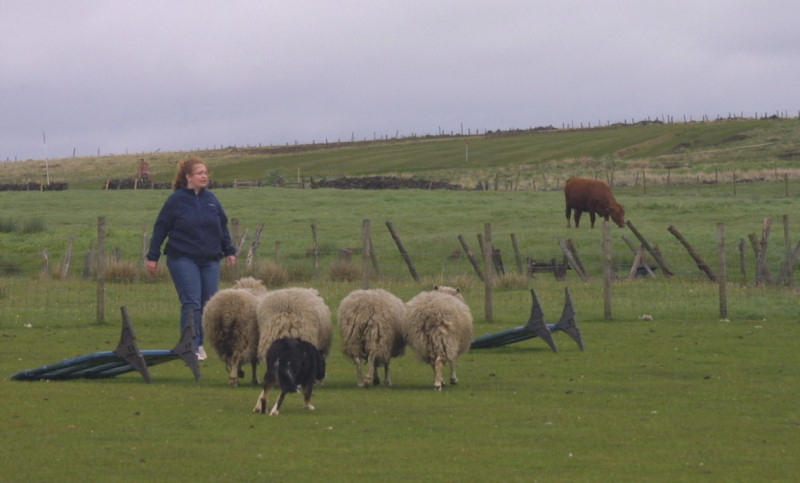 Jim keeping the sheep at Julie's feet.