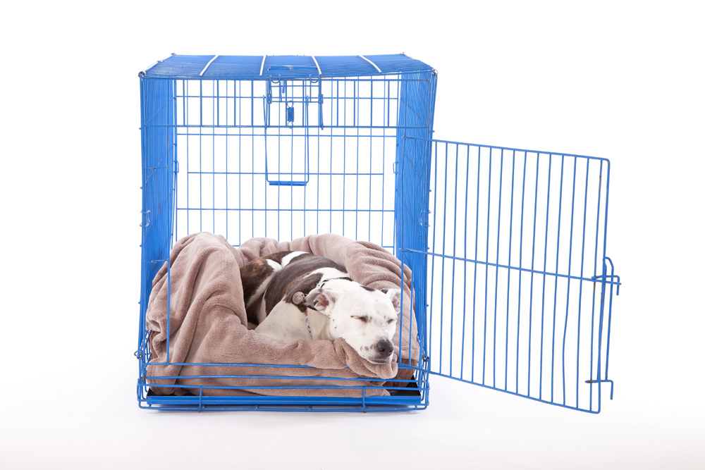 Sian Ryan has all the advice you need to keep your dog happy while on crate rest. Pic credit: Peter Baumber.