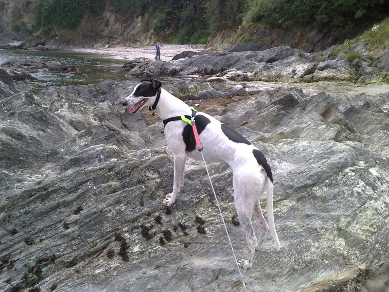 Ex-racing Greyhound Queenie enjoying her new life as a pet dog.