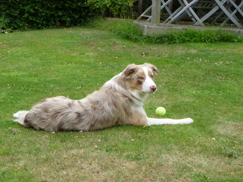 Rusty the new DogCast Radio dog