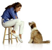 Sarah Hodgson can help you train and keep your dog happy