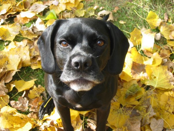 Heather’s dog Sugar – who could resist that cute face?