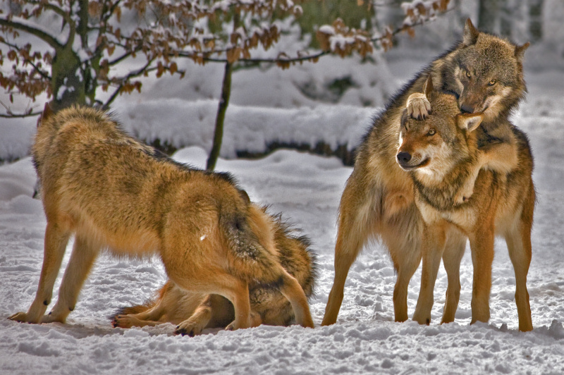 Toni's book contains stunning photography. Photo - Oliver Matla www.lupinity.com