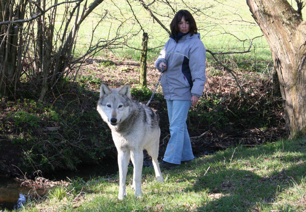 Toni Shelbourne with one of her beautiful wolves