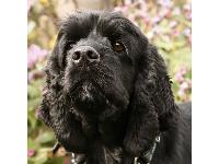 Bena &copy; Emma Reeves 2006 : American Cocker Spaniel breed profile