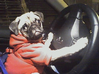 Apollo the Pug has a thing for toes
