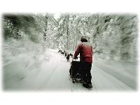 Dog sled adventures