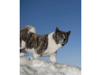 The Akita page from The Spirit of the Dog.