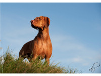 Astrid Harrisson's beautiful photography illustrates the book. Maisie, Hungarian Vizla, on the Gower Peninsula, Wales.