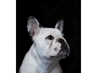 Tamsin Pickeral's informative text details the development of each breed featured.