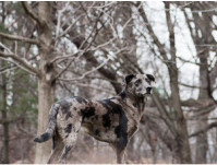 Astrid traveled to the USA to photograph some breeds. Jeter, Catahoula Leopard Dog, Brooklyn, NY