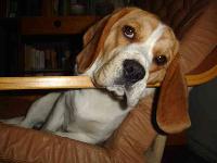 H&oacute;rusz : Beagle breed profile