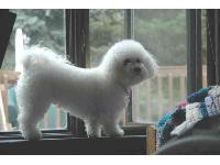 Daytona, photo by Jenna Marcum : Bichon Frise breed profile