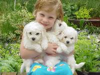 Some of the beautiful puppies from Blackwater Bichons