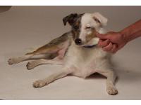 Blue is deaf and responds to sign language