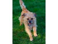 Frankie - photo by JAH : Border Terrier breed profile