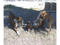 Photo by Jedinate : Boxer breed profile