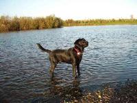 Buddy, photo by Julie Hill : Labrador Retriever breed profile