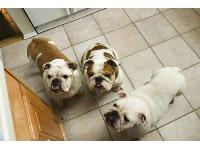 Alpha Team - photo by Tim Gerdes : Bulldog breed profile