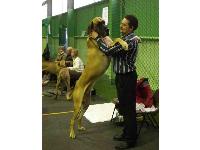 Calomar Total Stardom at a UK Great Dane show