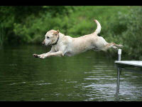 Some of the activities at Camp Gone to the Dogs