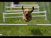 Some of the activities at Camp Gone to the Dogs
