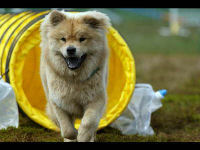 Some of the activities at Camp Gone to the Dogs