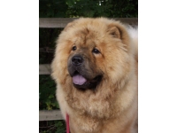 The Chow is a striking breed.
