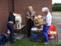 Preparing for a show. Puppy coats need plenty of grooming.