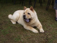 A smooth coated Chow.