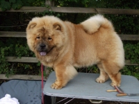 A rough coated Chow.