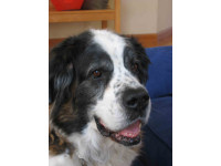 Chris's own rescue St. Bernard, Mattie, whom Chris adopted as an older dog, and made her last years enjoyable.
