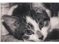 Connie Bowen picture 9