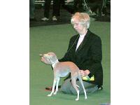 Eunice at Crufts