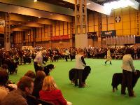 Crufts picture 4