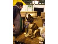 Crufts picture 5