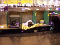 Crufts picture 6
