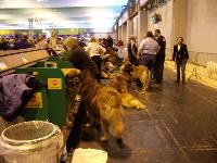 Crufts picture 8
