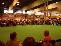 Crufts picture 9