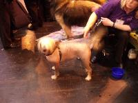 Crufts picture 10