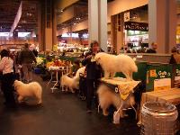 Crufts picture 11