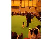 Crufts picture 12