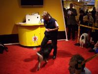Crufts picture 14
