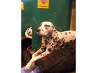 The Dalmatian is easily recognised