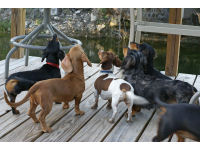 Molly breeds characterful Dachshunds that thrive on being together.