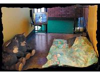 A suite at America Cat and Dog Hotel